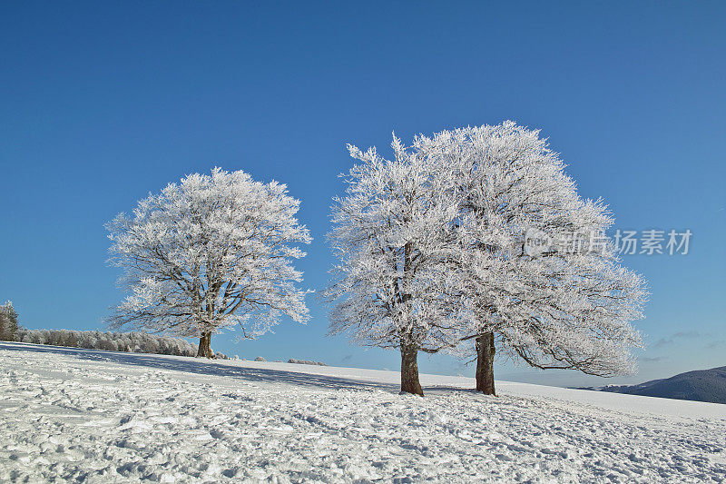 黑森林冬天的雪景