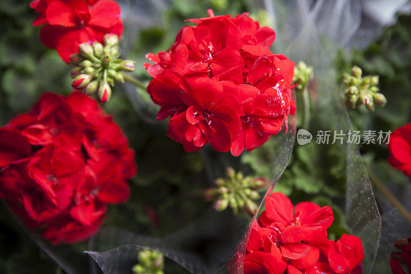 红色flowers-geraniums