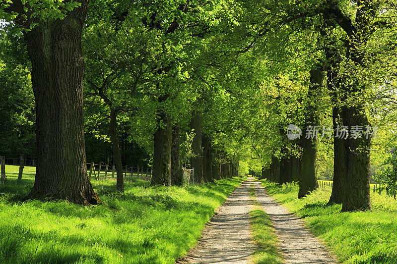 绿树成荫的农场道路