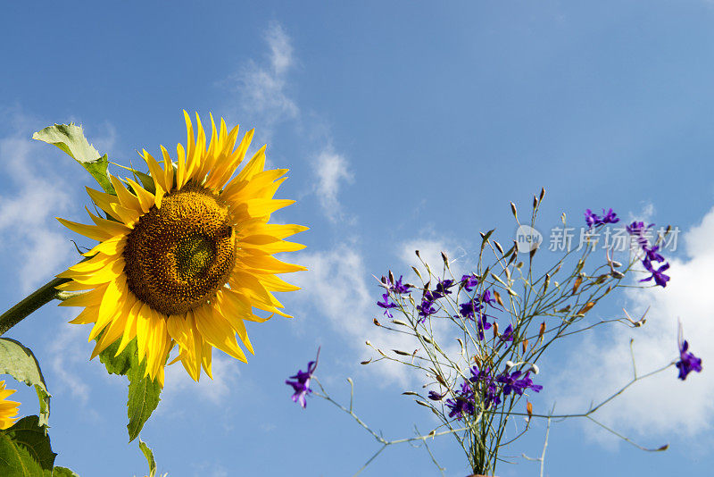 向日葵与花的天空