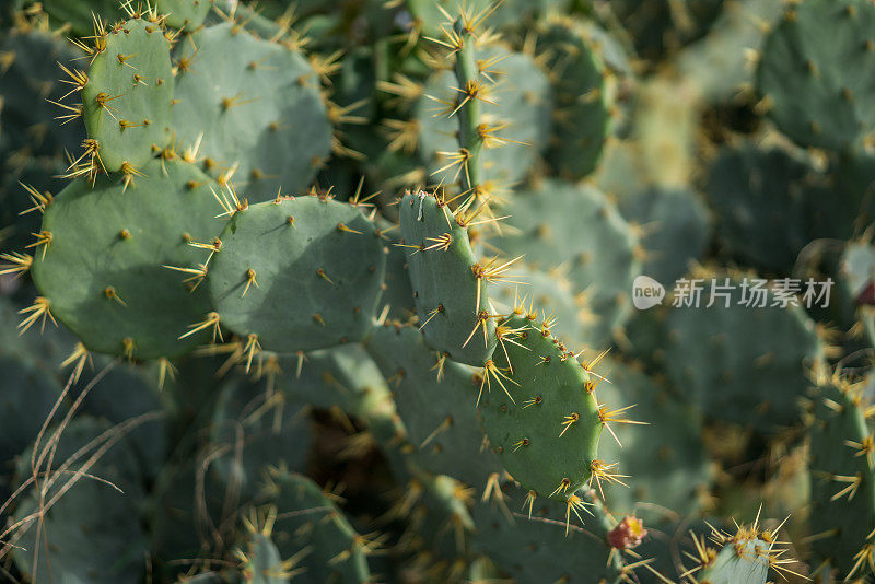 仙人掌花