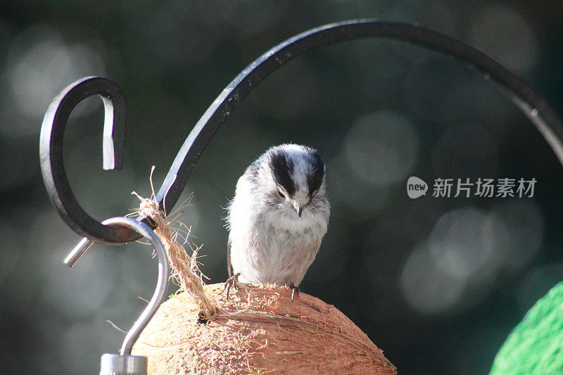 椰子给料机