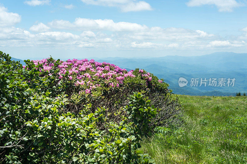 阿巴拉契亚山脉的杜鹃花丛