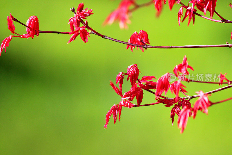 一个日本枫树盆景树叶子的特写图像