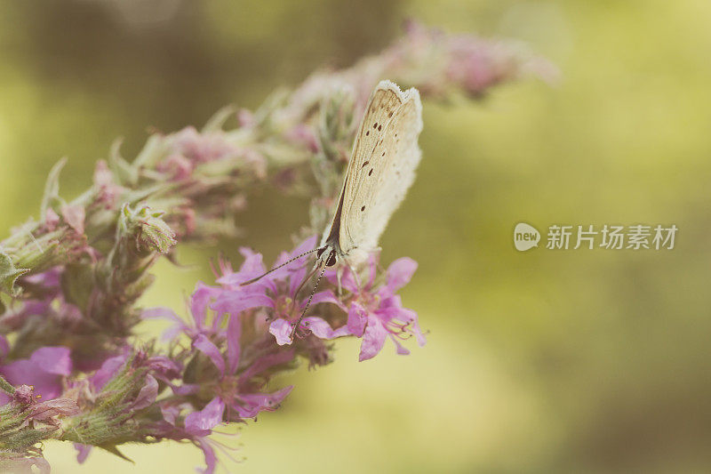 蝴蝶的花粉摄食