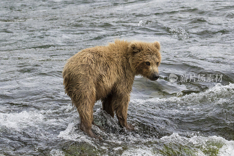 小棕熊独自在河里
