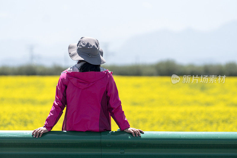 姑娘望着油菜花田，停在车道旁