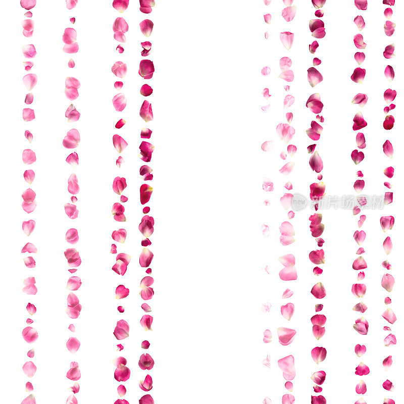 粉色玫瑰花瓣线条