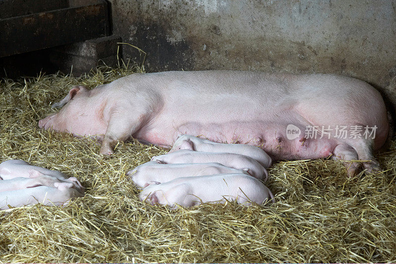 在猪圈里睡觉的母猪带着窝