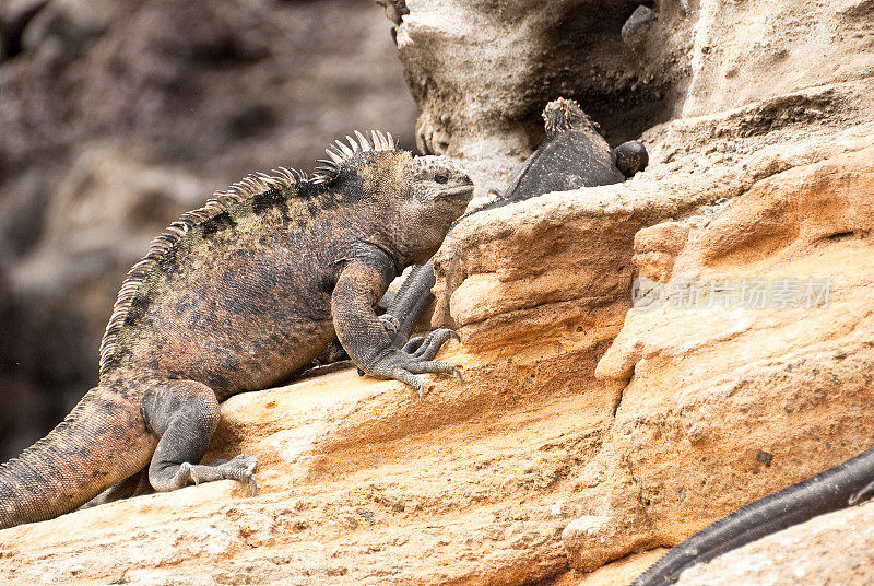公鬣蜥接近母鬣蜥