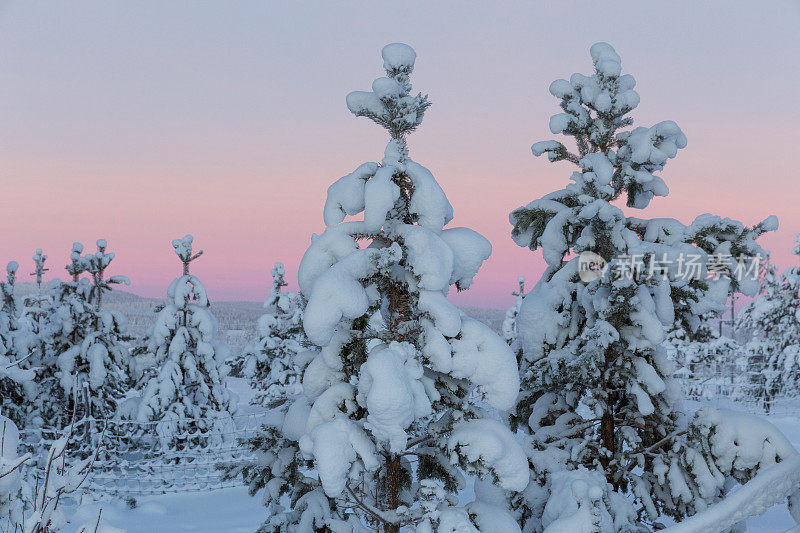 冬季日出的北极雪林景观