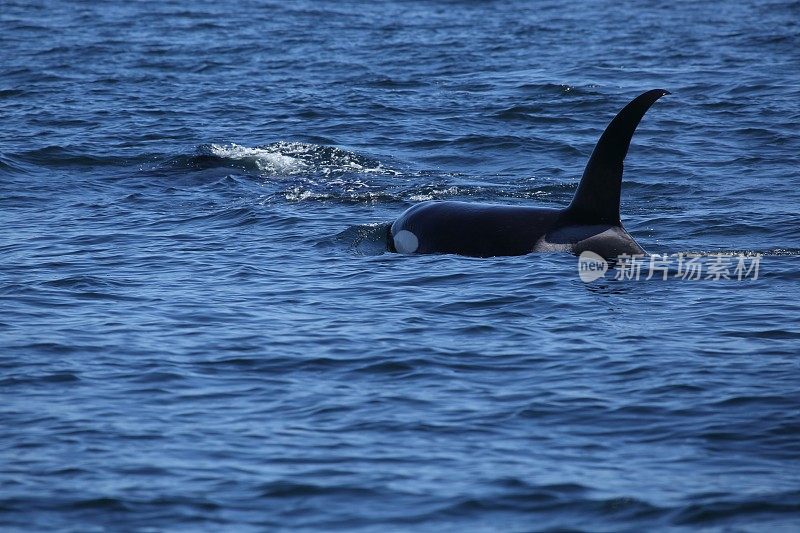 虎鲸在蒙特利湾游泳