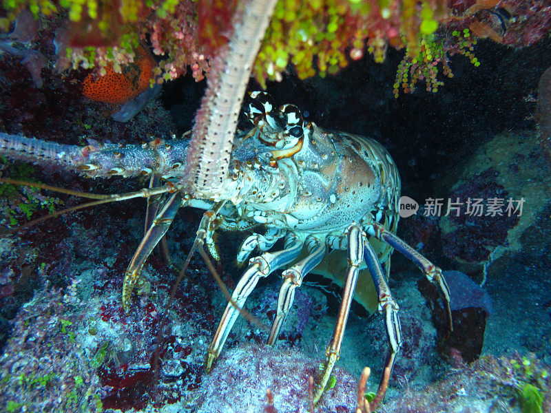 加勒比大螯虾