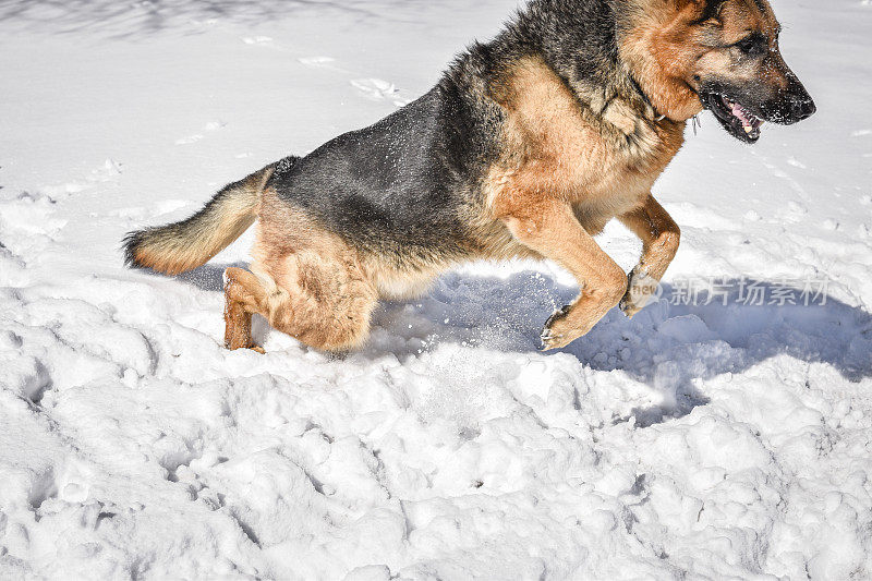 德国牧羊犬在雪中玩耍