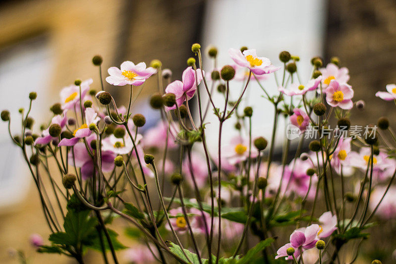 日本紫银莲花