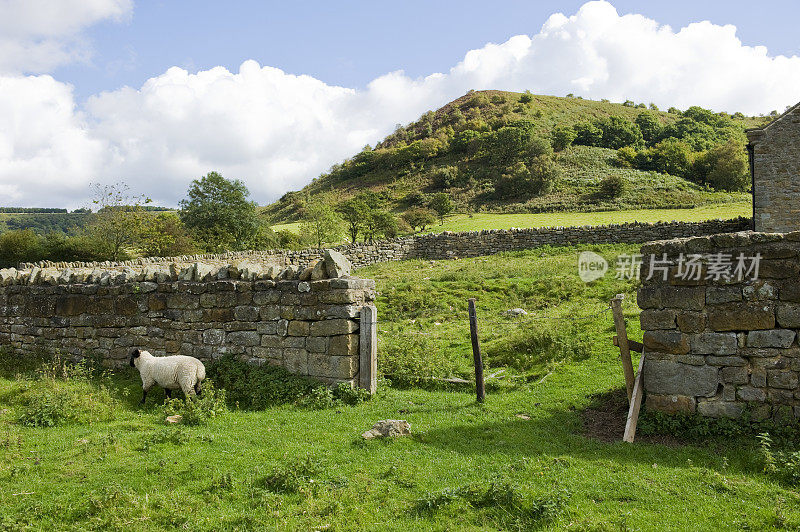 羊和干石墙