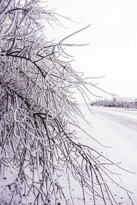 风景如画的暴风雪与树木和家园