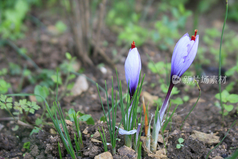 番红花的花