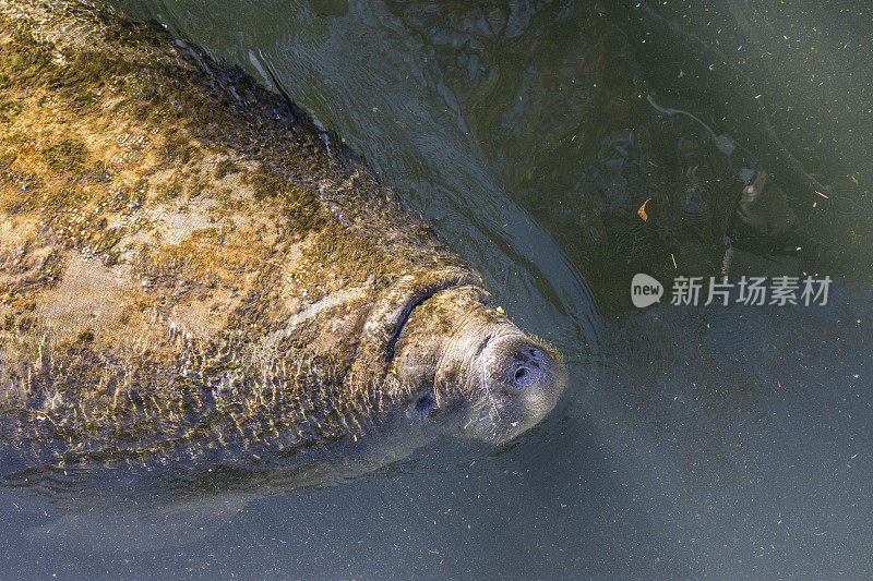 海牛鼻子