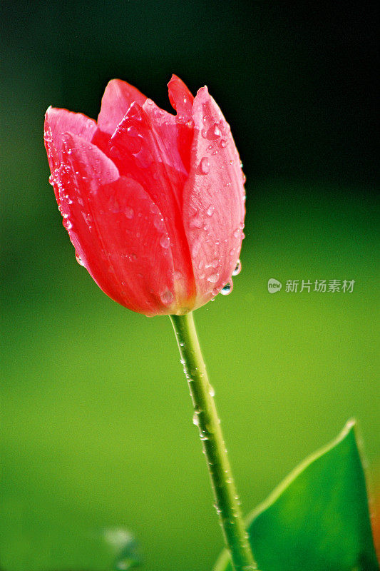 春天的郁金香和雨点