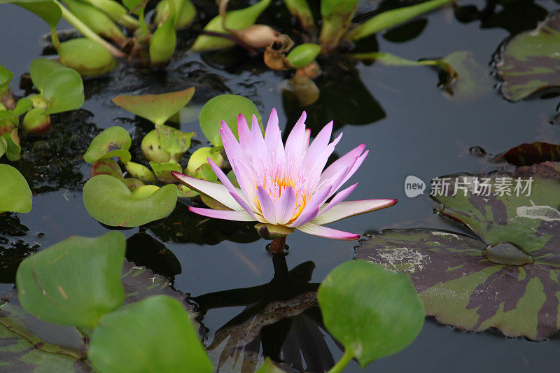 一个美丽的粉红色水莉莉的特写