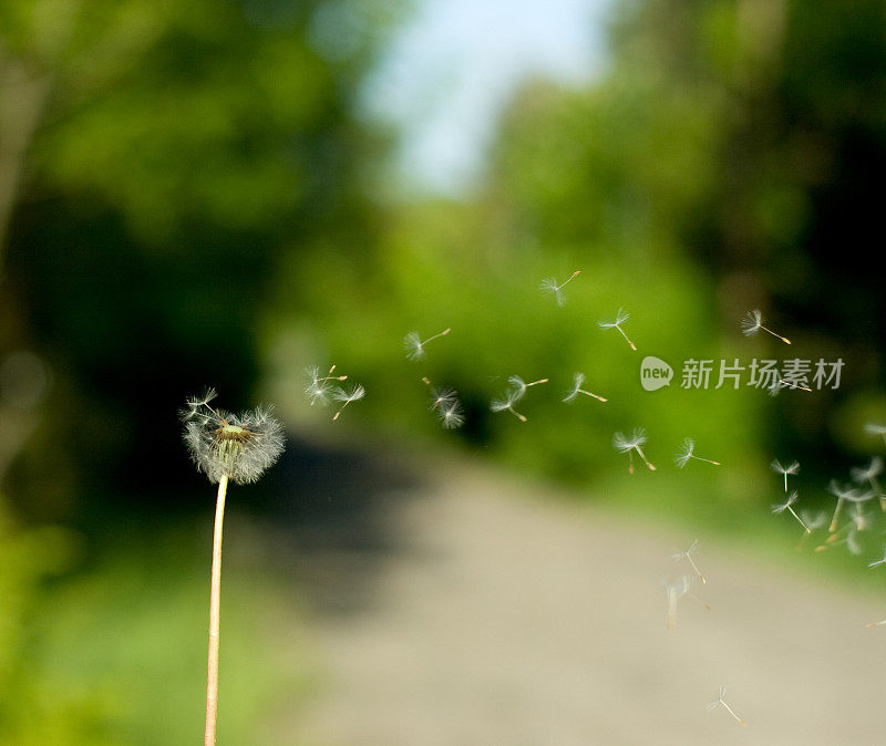 飞翔的蒲公英种子