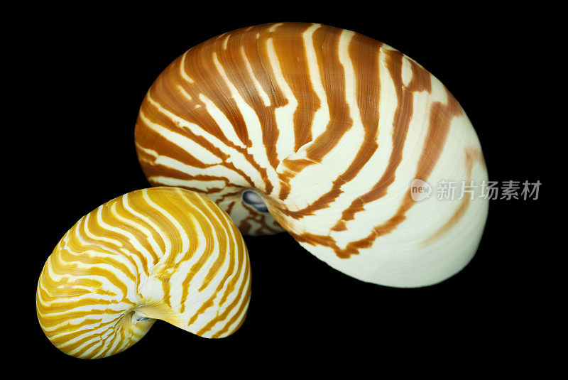 两个鹦鹉螺壳