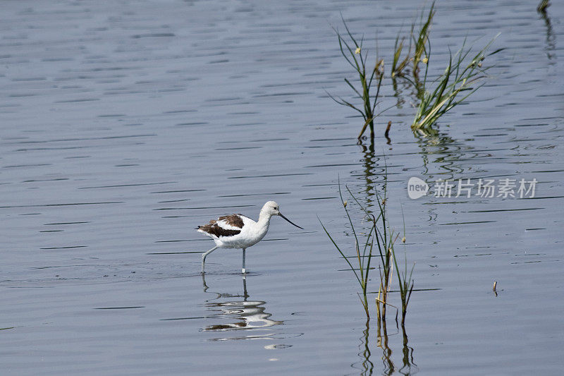 美国鳄梨(美国鳄梨)