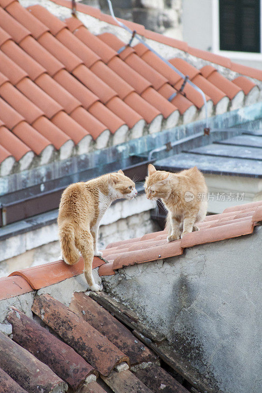 两只猫在屋顶上