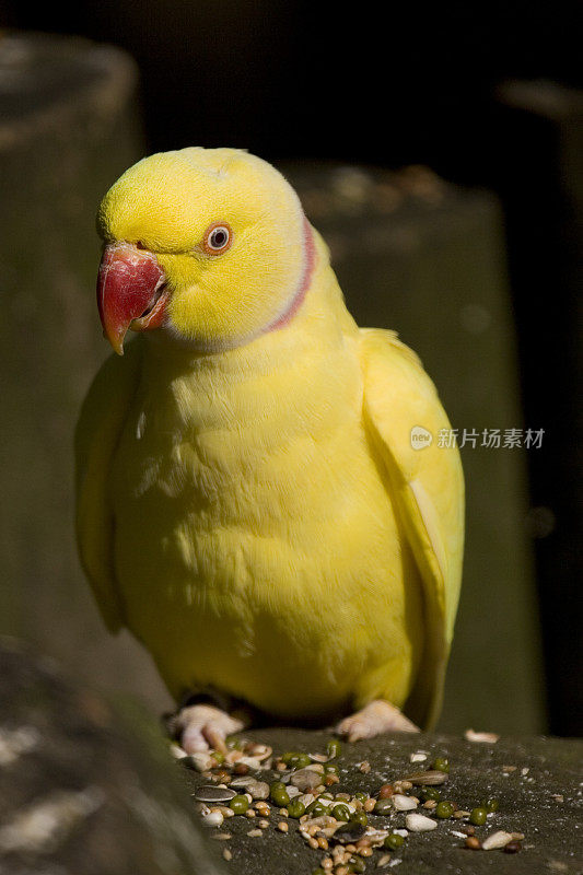 黄色的长尾小鹦鹉