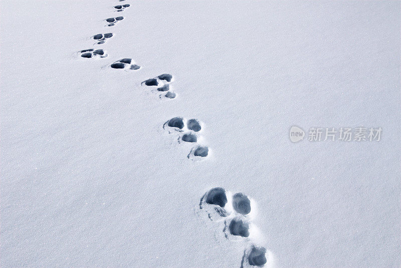 深雪中有兔子的脚印