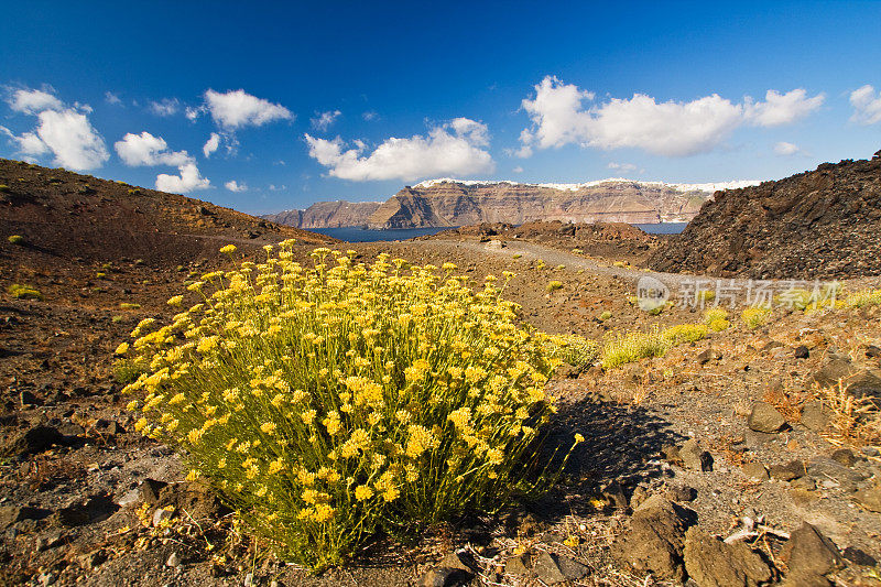 带花的火山景观