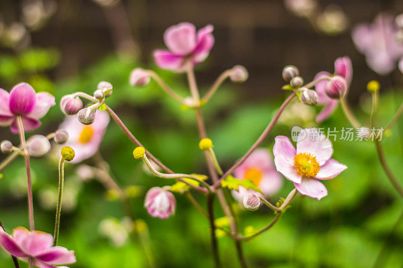 日本紫银莲花