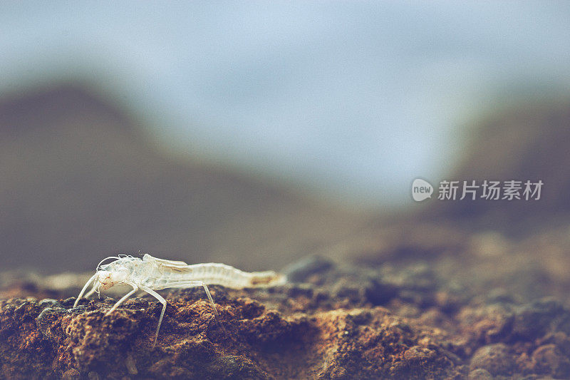 昆虫遗弃的外骨骼壳，或蜕壳