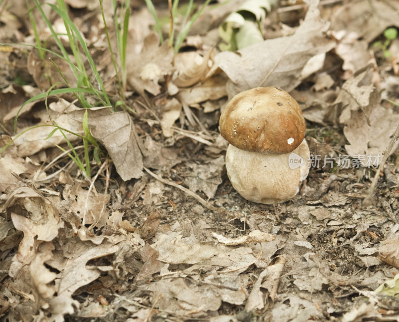 牛肝菌菇