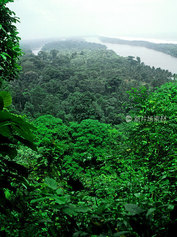 哥斯达黎加的热带雨林