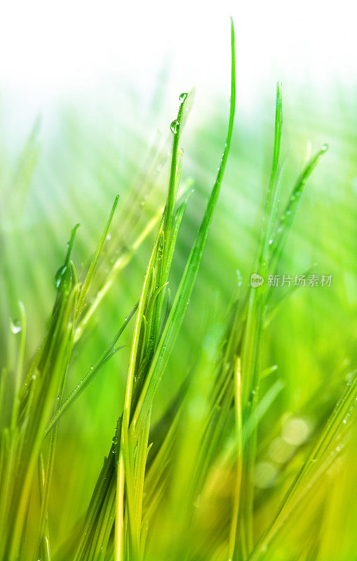 草背景与雨滴