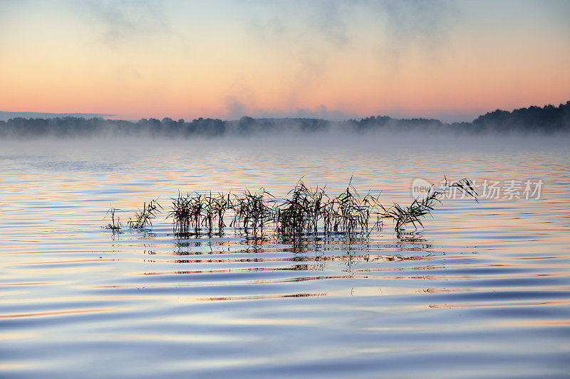 湖中芦苇日出，晨雾从水中升起