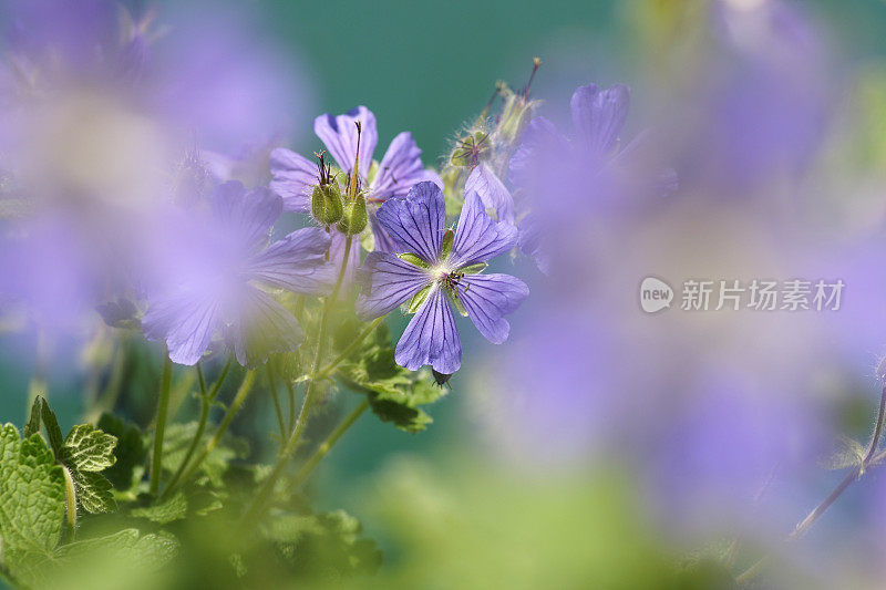 紫花植物野外特写