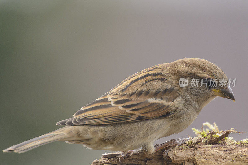 家麻雀(家麻雀)