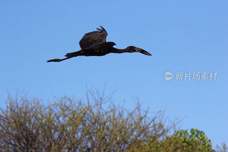 博茨瓦纳:奥卡万戈三角洲的非洲鹤