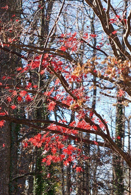 红色的日本枫树叶子