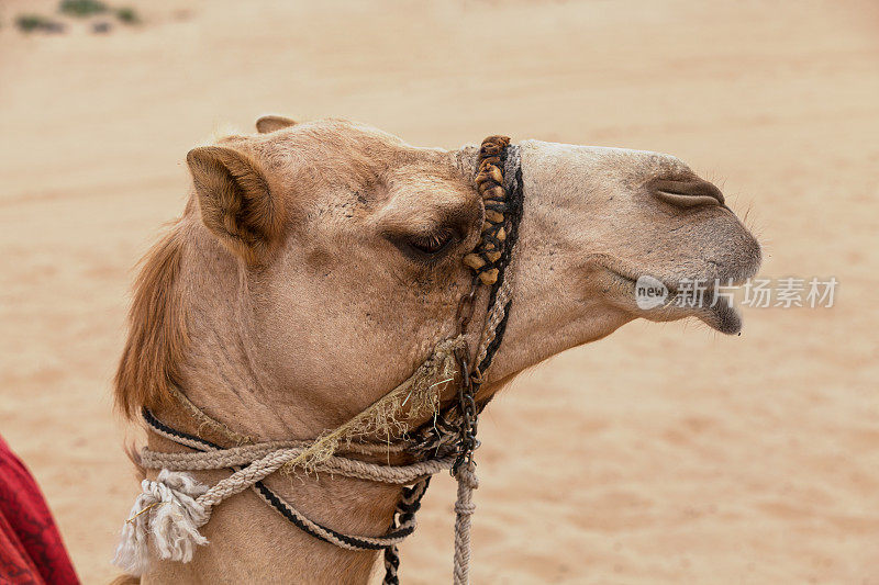 沙漠中的阿拉伯骆驼