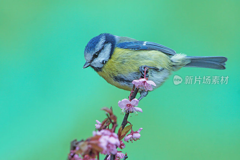 春天的蓝山雀