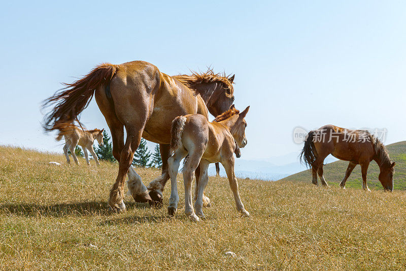 意大利翁布里亚的野马，小马驹Castelluccio