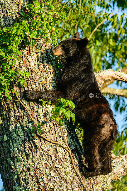 黑熊正在爬树。