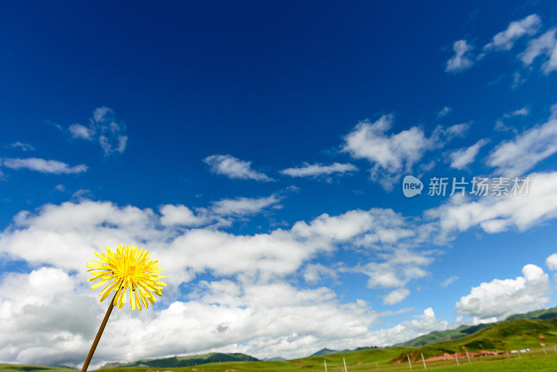 野花蒲公英盛开在春天与天空的背景微景