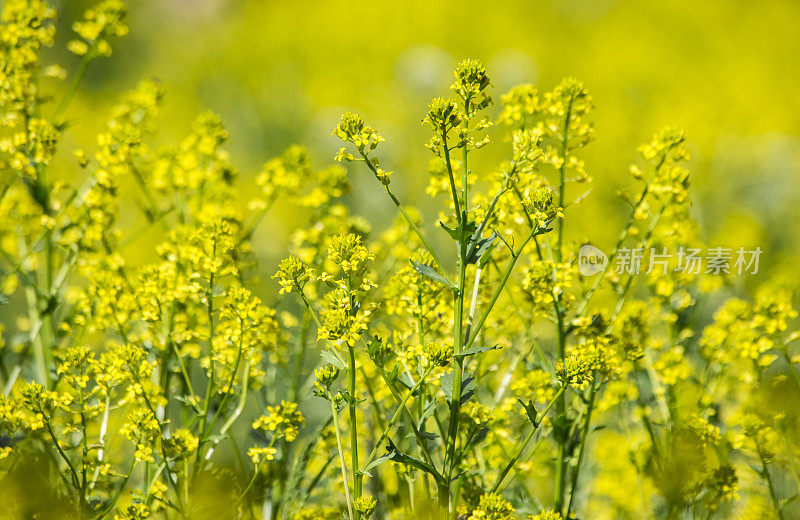 野生芥菜花