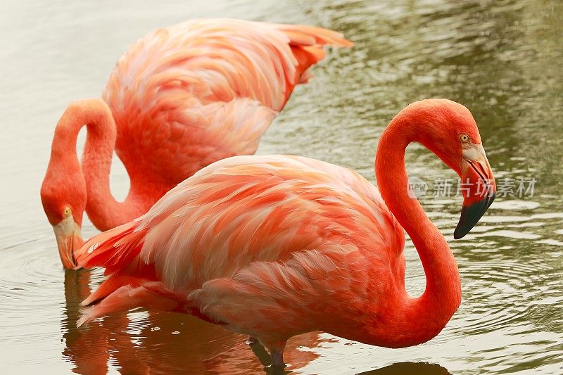 粉红色优雅的火烈鸟肩并肩，热带鸟类情侣近距离观察