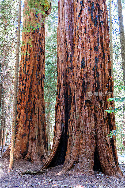 美国加州红杉国家公园的森林